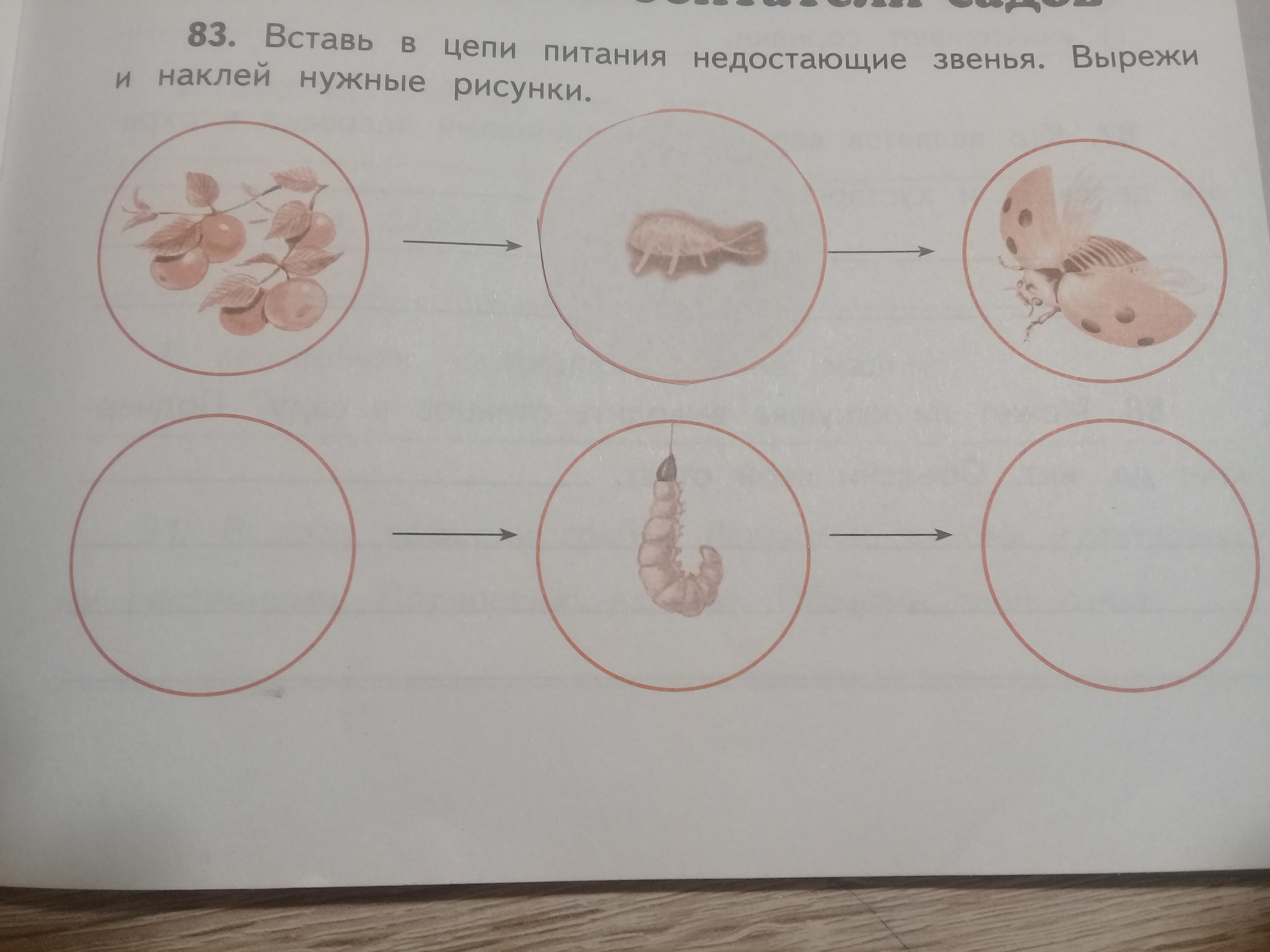 Заполните недостающие звенья схемы. Вставь в цепи питания недостающие звенья. Вставь в цепь питания недостающие звенья вырежи и наклей. Вставь в цепь питания недостающее звено. Недостающие звенья в цепях питания.