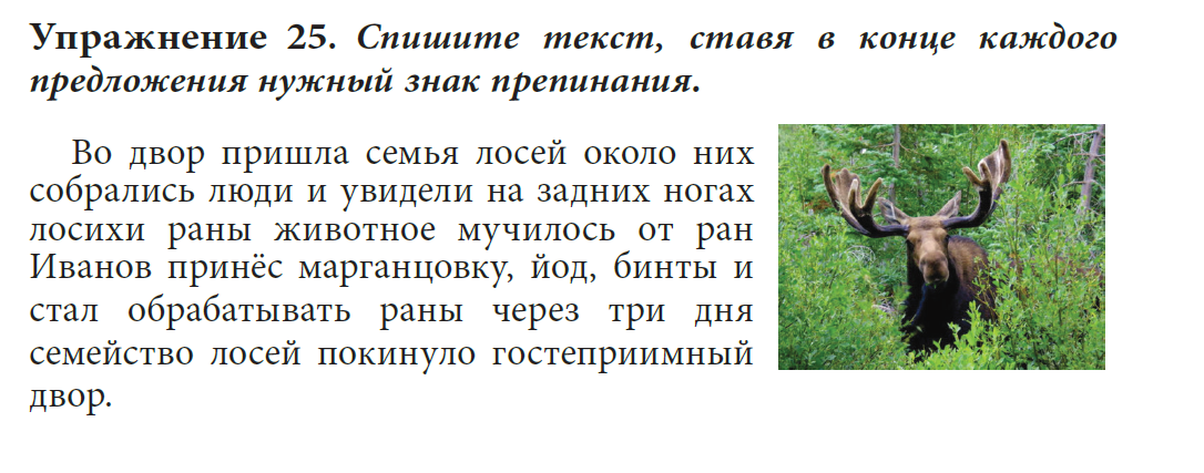 Застряла лосиха между двух деревьев анекдот. Спишите текст лоси. Текст лоси 5 класс русский язык. Текст лоси 2 класс.