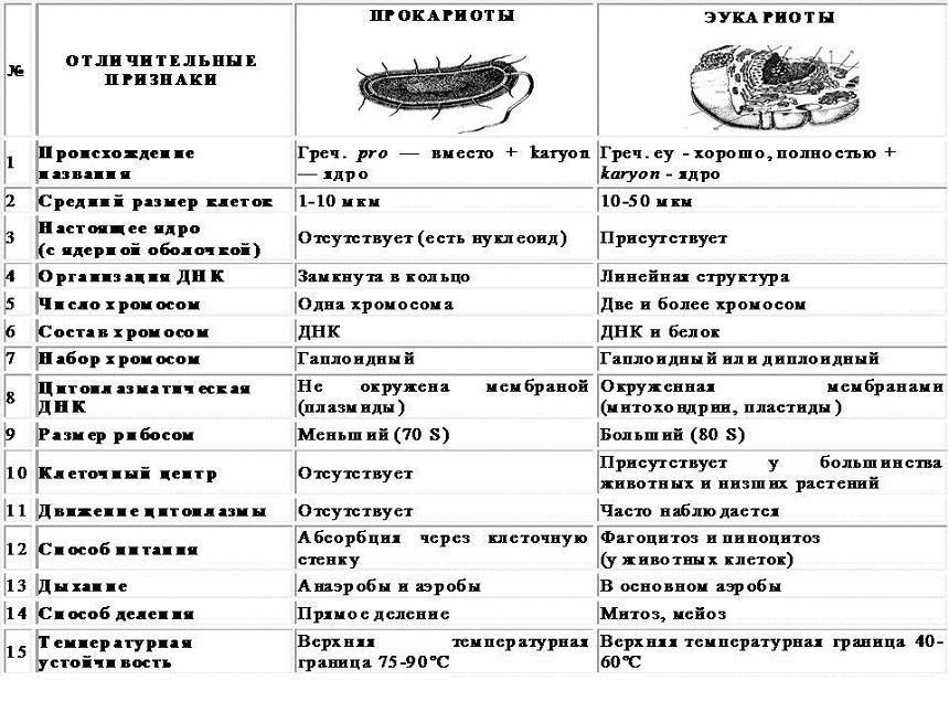 Признаки прокариоты и эукариоты таблица. Сравнение эукариотической и прокариотической клетки таблица. Отличительные признаки прокариот и эукариот таблица. Сравнение прокариот и эукариот таблица.