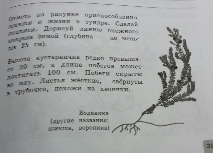 Текст под рисунком. Приспособление шикши к жизни в тундре. Шикша приспособление к жизни в тундре. Приспособление шикши в тундре. Вороника приспособление к жизни в тундре.