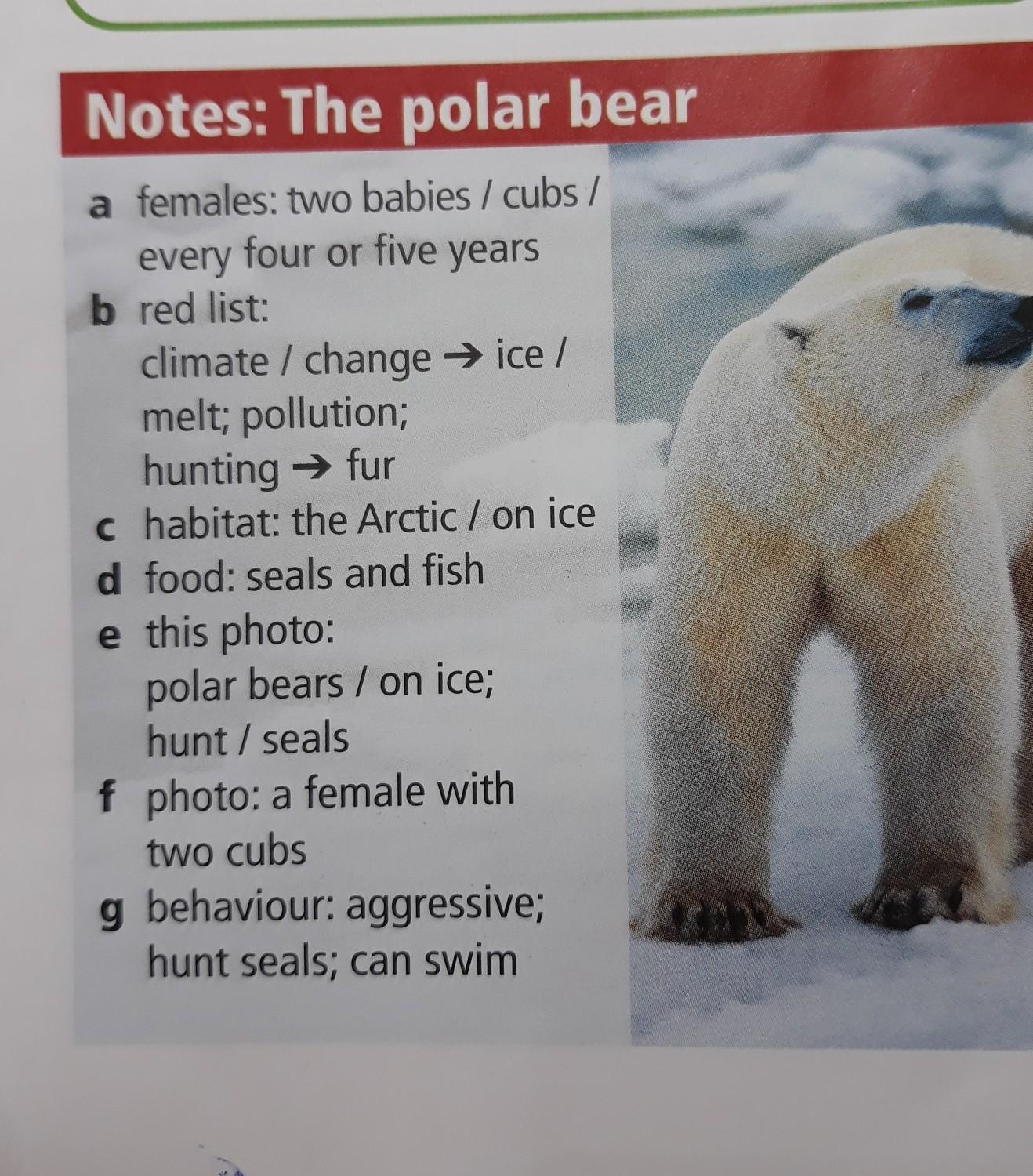 Under bear перевод. Рассказ по английскому про белого медведя. Рассказ о медведе на английском языке. Текст про медведя на английском. Текст на английском языке про белого медведя.