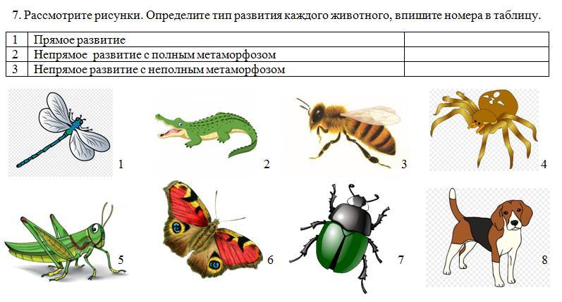 Рассмотрите изображение определите вид. Определите Тип развития животных. Определи Тип развития животных приведенных в перечне. Определите Тип изображения. Рассмотрите рисунок, определите координаты и впишите их в таблицу.