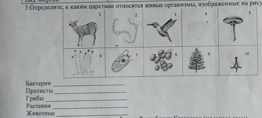 Органы изображенные на рисунке относятся к