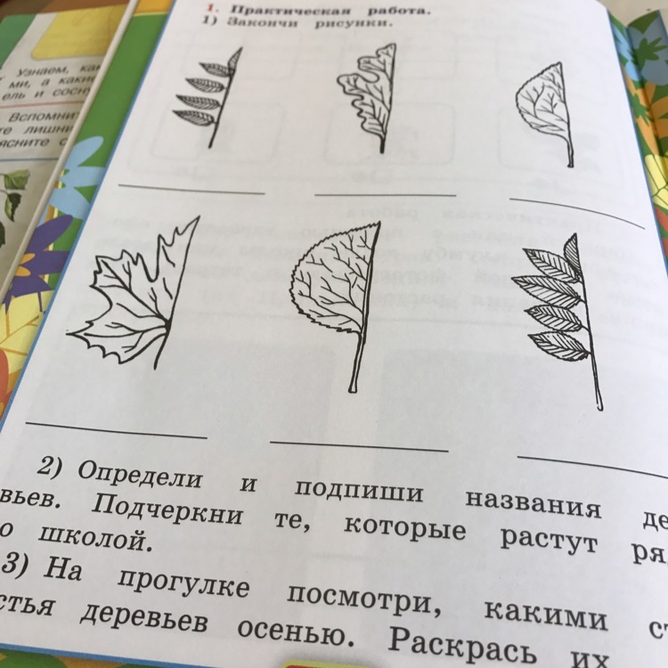 Ответ по рисунку. Подпиши названия деревьев. Подпишите названия деревьев. Определи и Подпиши названия деревьев. Подпиши названия деревьев окружающий мир.