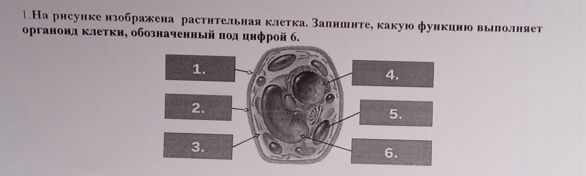 Какой цифрой на рисунке обозначен органоид. На рисунке изображена растительная клетка. На рисунке изображена растительная клетка какую функцию органоид. На рисунке изображена роста клеток растений. Какую функцию выполняет часть клетки, обозначенная буквой а?.