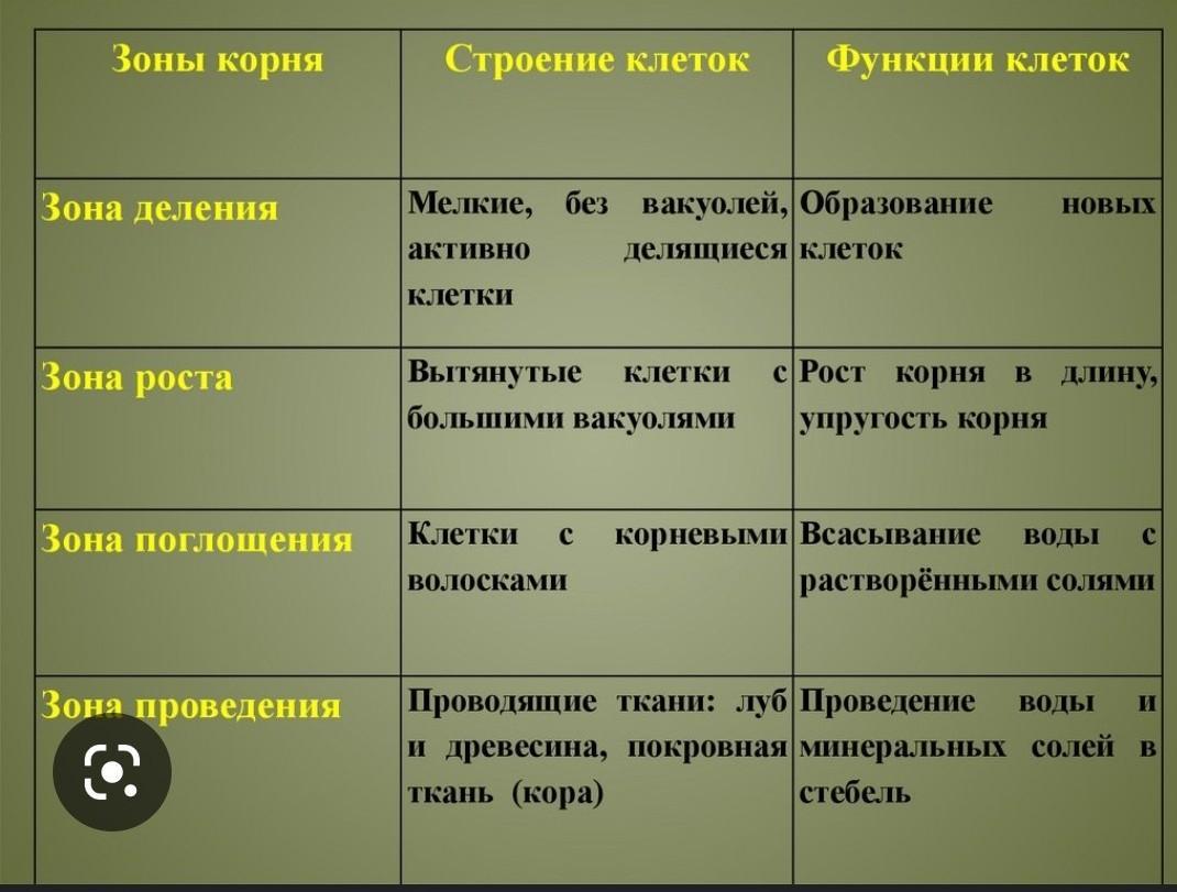 Ткани зон корня. Зоны корня и их функции таблица. Строение корня зоны. Зоны корня и какими тканями они образованы. Выросты клеток ризодермы.