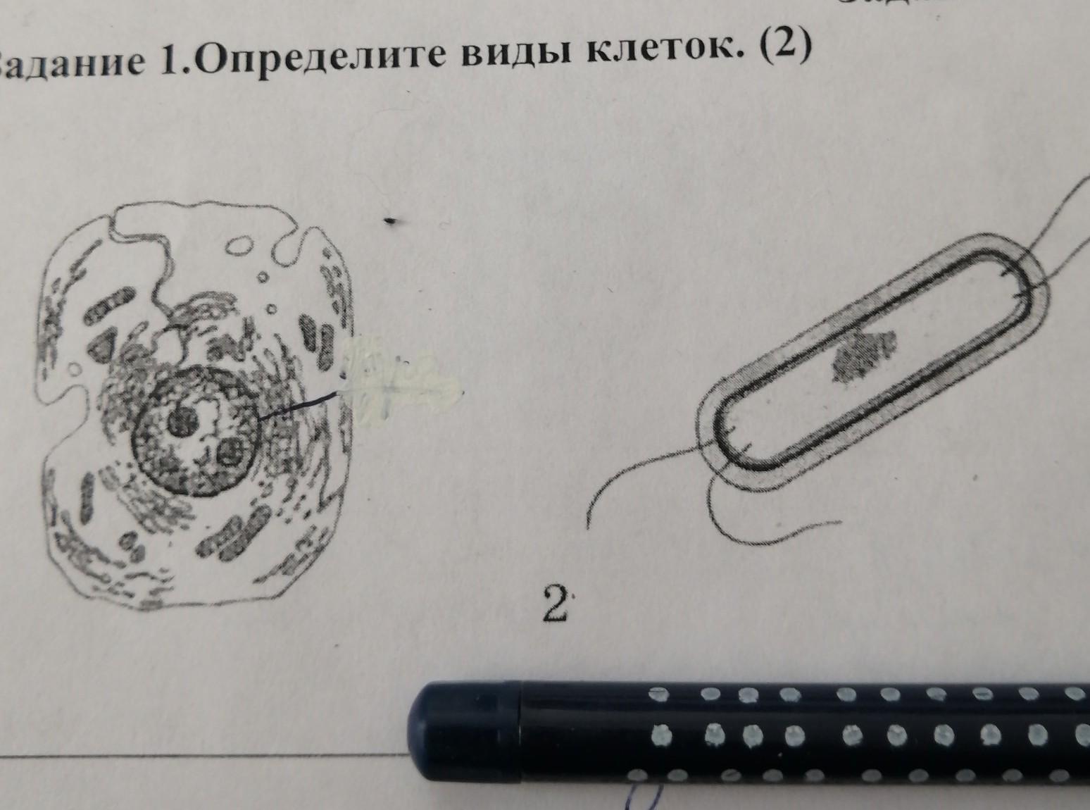 Определить вид клетки