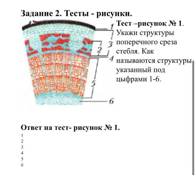 Поперечный срез побега липы. Строение стебля липы поперечный срез. Поперечный срез побега липы микропрепарат. Препарат поперечный срез стебля липы. Поперечный срез стебля плауна.