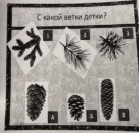 Ветка детка. С какой ветки детка. С какой ветки детки приклеить. Чьи детки ветки? SOS жев мож ник ΚΕ ки рис лиственница. На каких веточках вырастут флажки.