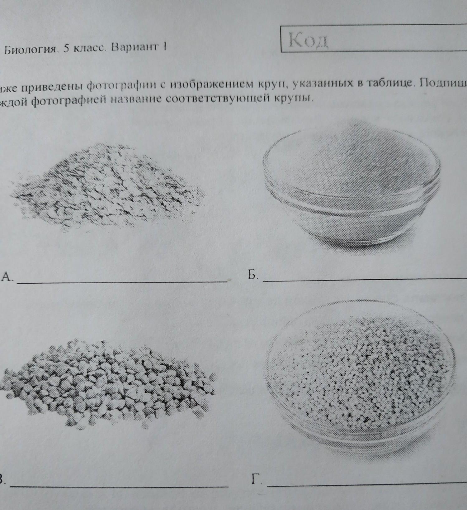 Ниже приведены фотографии. Ниже приведены изображения круп указанных в таблице. Крупы указанные в таблице. ВПР 5 класс биология крупы. Крупы ВПР 5 класс.