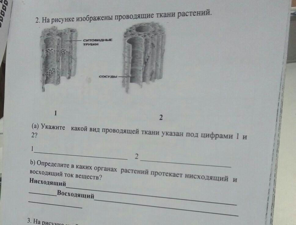 Как называют орган человека обозначенный на рисунке буквой а