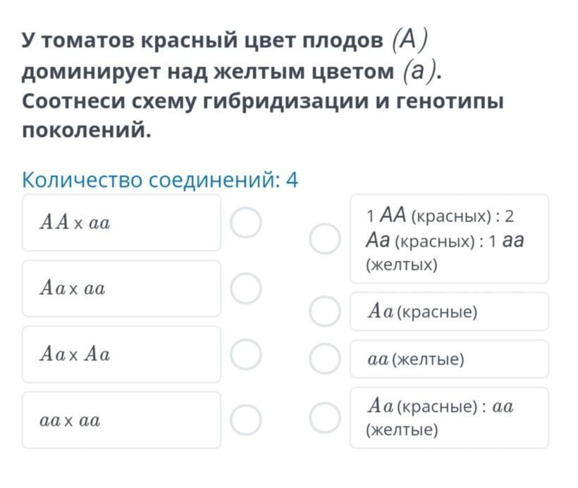 У томатов красная окраска плодов. У томатов красный цвет плодов доминирует над желтым. У томатов красная окраска плода доминирует над желтой. У томатов красный окрас плода доминирует над желтым.