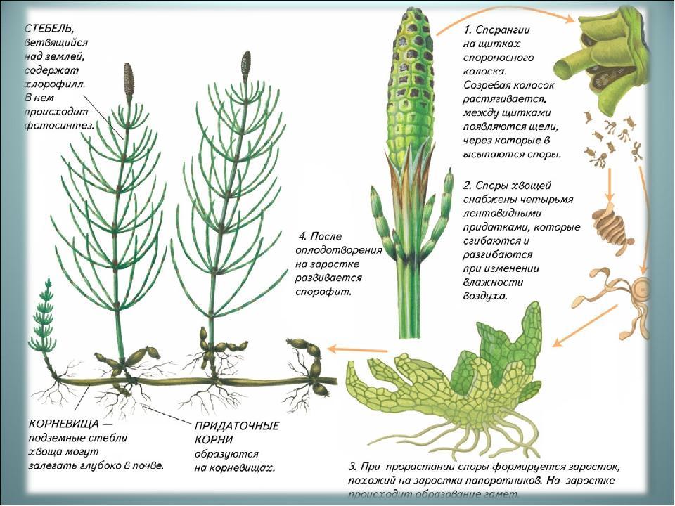 Спор корень. Спорангий у хвоща. Плауны хвощи папоротники размножение. Размножение хвощей схема. Хвощ полевой строение спорангий.