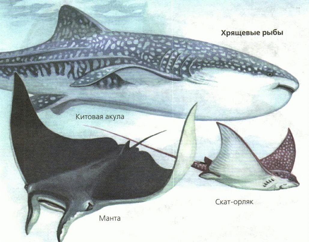 Хрящевые рыбы 5 класс. Хрящевые рыбы подкласс пластинчатожаберные. Хрящевые рыбы акулы представители. Класс хрящевые рыбы акулы скаты и химеры. Скаты хрящевые рыбы строение.