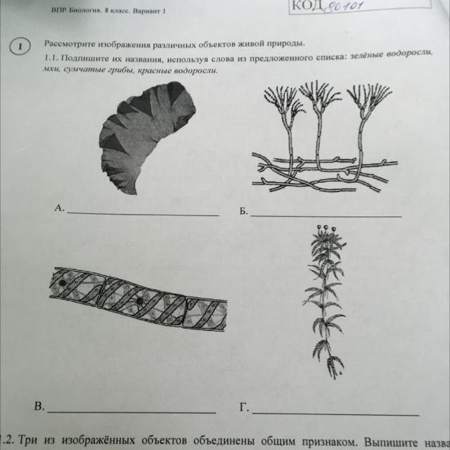 Рассмотрите изображения различных объектов живой. Рассмотрите изображение. Рассмотрите изображение различных объектов живой природы. Рассмотрите рисунок с изображением объектов живой природы. Рассмотрите рисунок различных объектов живой природы.