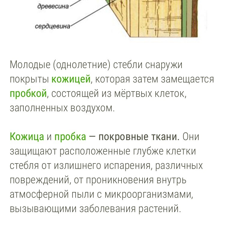 Строение стебля кратко. Сердцевина строение и функции. Строение стебля древесина функция. Функции сердцевины стебля дерева. Строение сердцевины стебля.