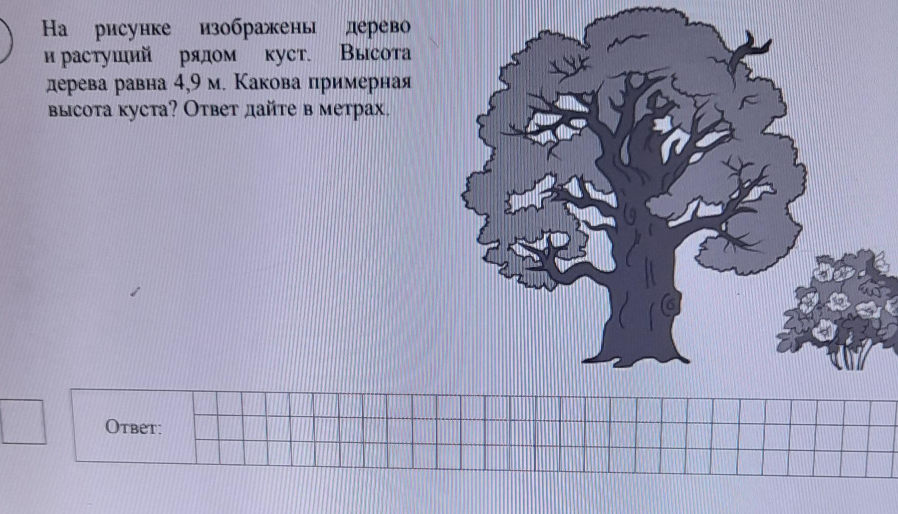 На рисунке 14 изображено дерево некоторого. На рисунке изображён д. Какова примерная высота дерева. На рисунке изображены дерево и растущий рядом куст. На рисунке изображено дерево.