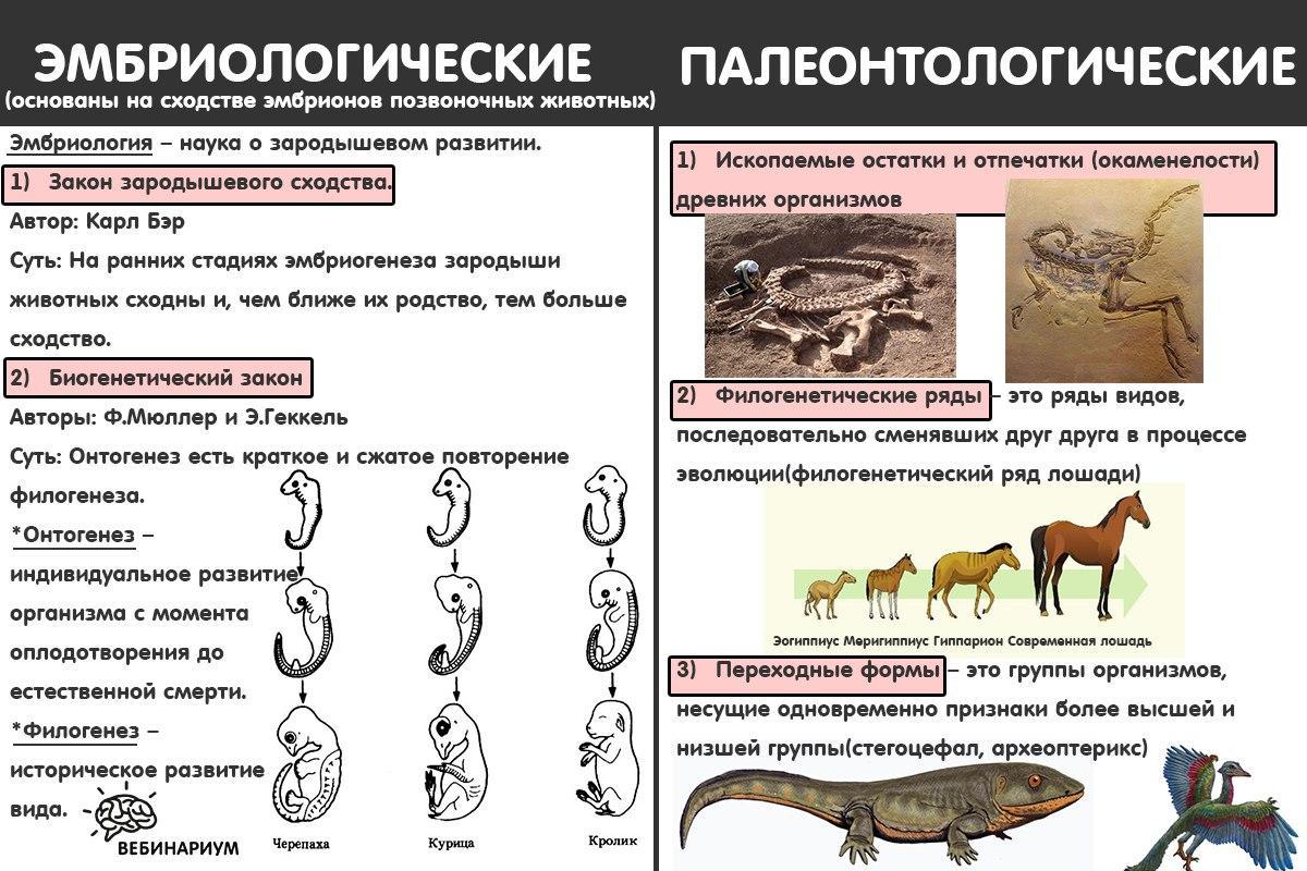 Какие ископаемые формы организмов относятся к переходным рассмотрите рисунок