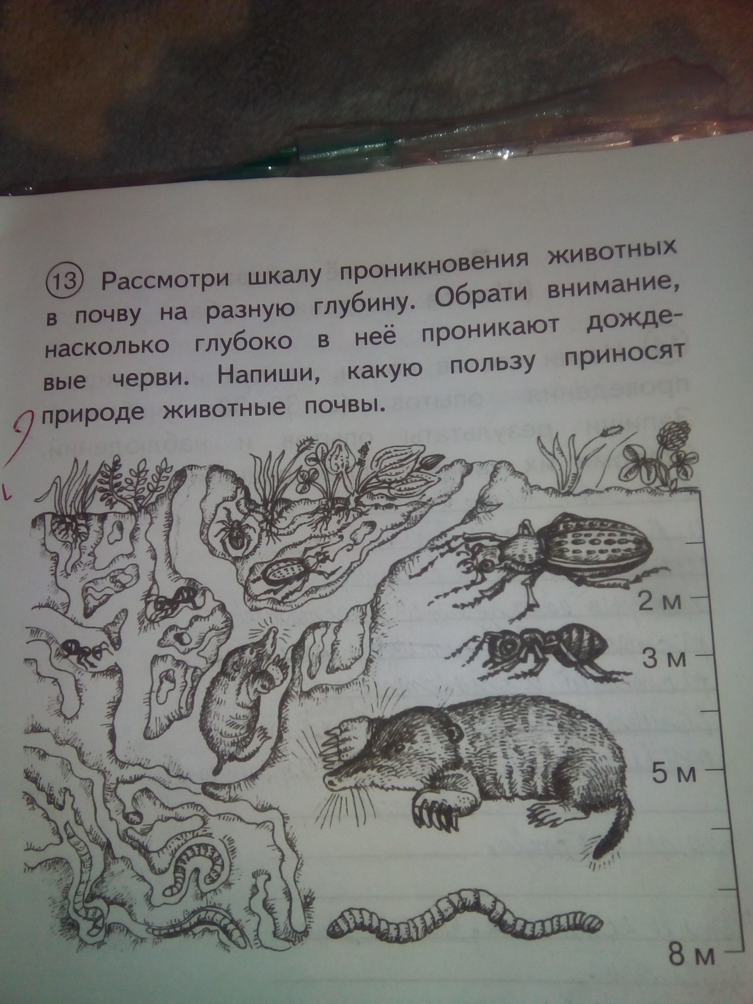 Рассмотрите пожалуйста. Рассмотри шкалу проникновения животных в почву. Рассмотри шкалу проникновения животных в почву на разную глубину. Какую пользу приносят природные животные почвы. Шкала проникновения животных в почву на разную глубину.