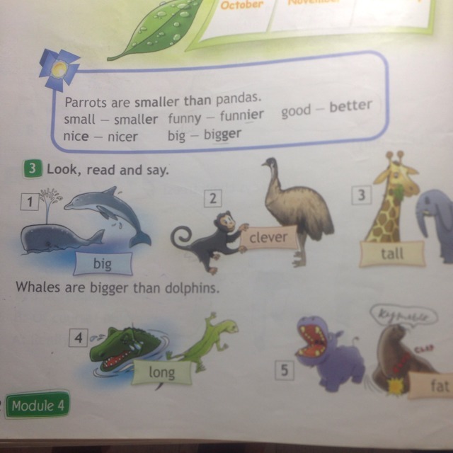 Parrots are smaller than. Parrots are smaller than Pandas. По английскому Parrots перевод. Small - smaller than.