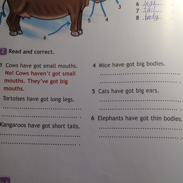 Elephants have got. Английский read and correct. Задания на повторение have got has got. Read and correct 3 класс. Read and correct ответы.