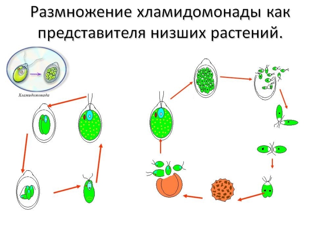Какой способ размножения хламидомонады. Размножение хламидомонады 6 класс. Цикл размножения хламидомонады. Схема размножения споровых растений. Бесполое размножение споровых растений.