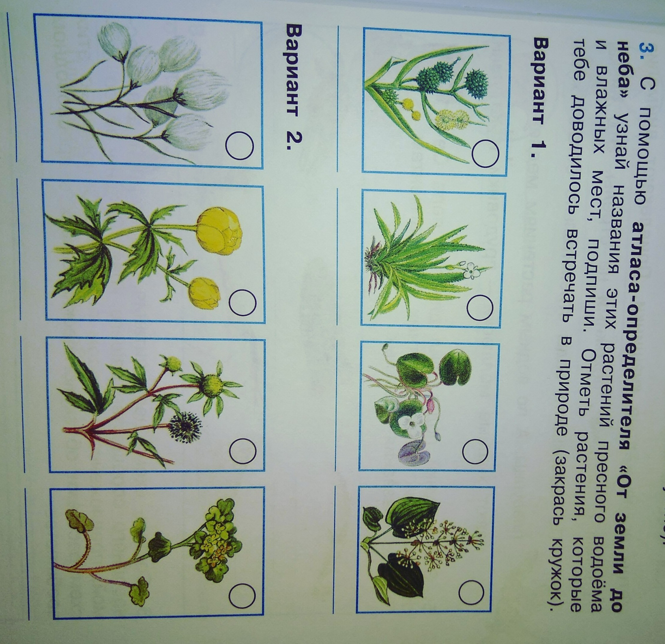 Знаешь ли ты растения пресных водоемов рассмотри изображения растений