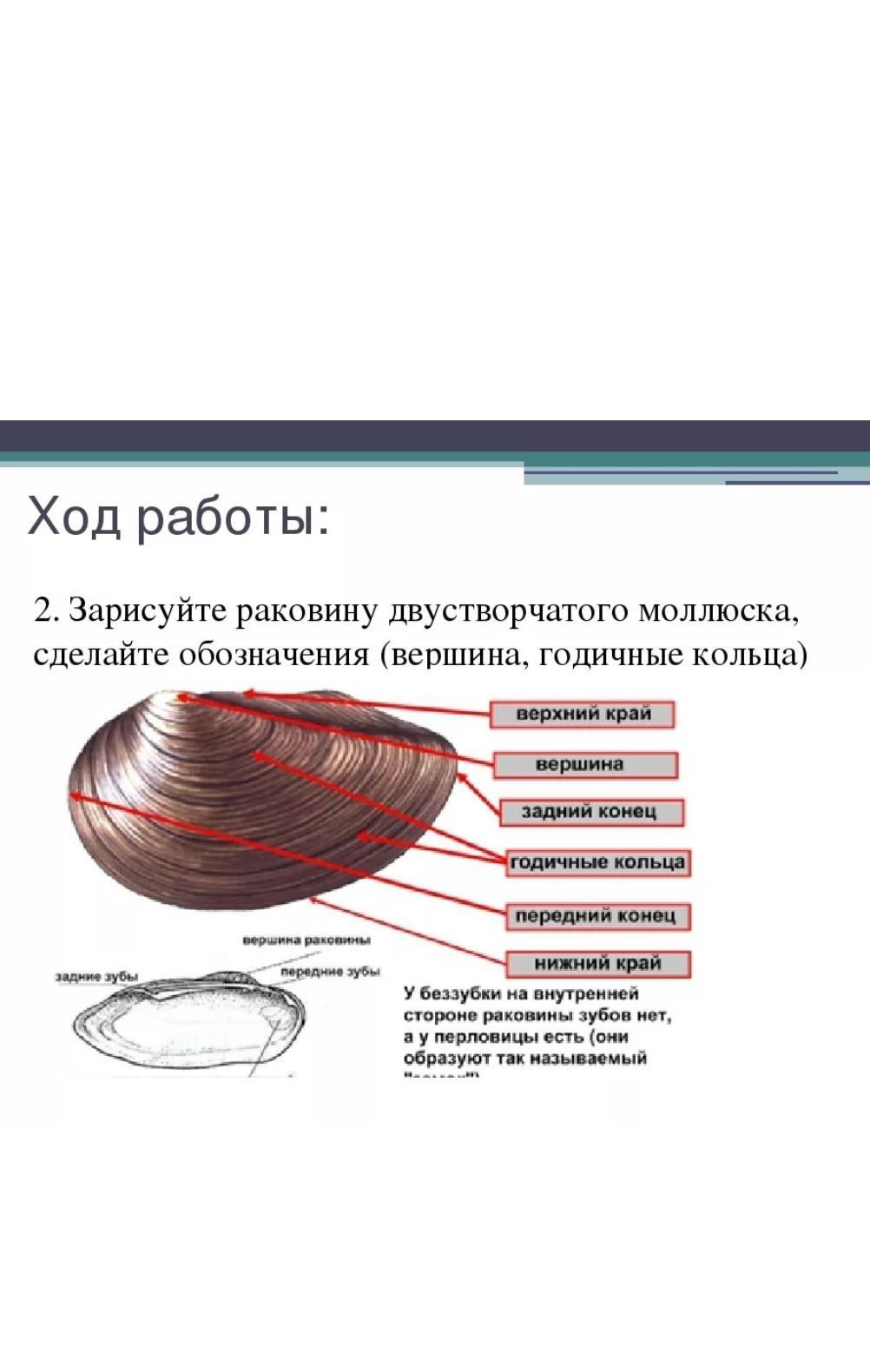 Отметь верную характеристику стенка раковины двустворчатых моллюсков состоит из