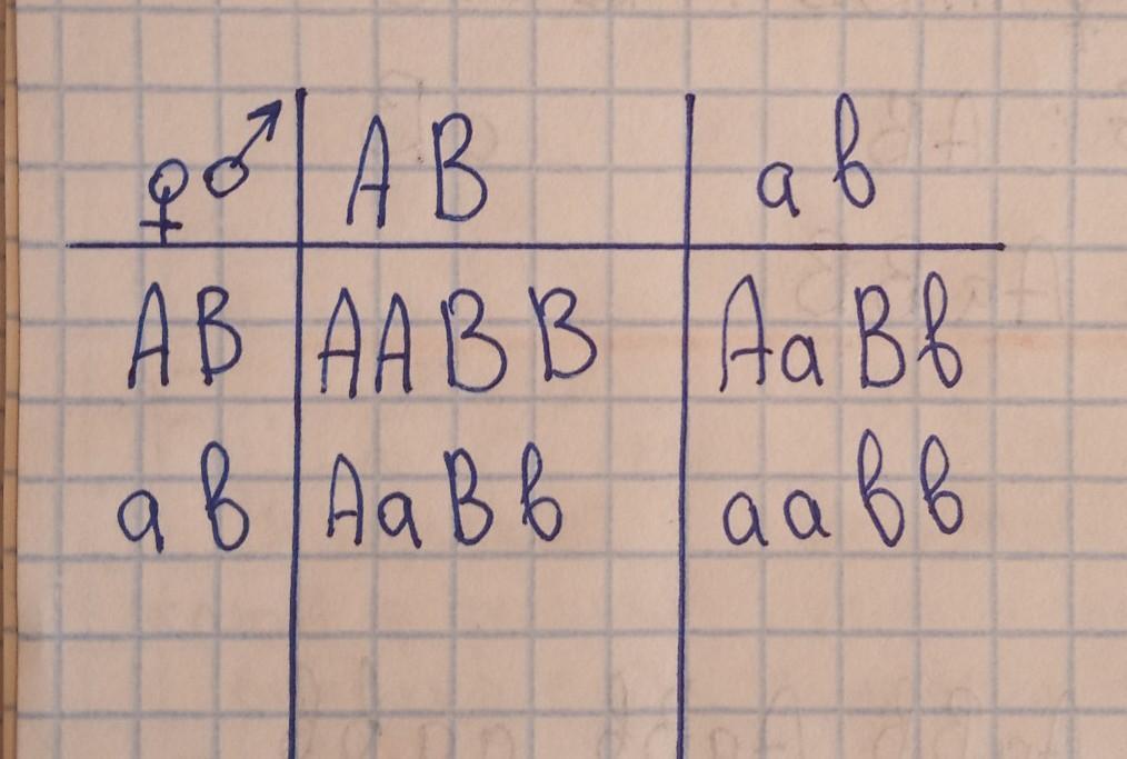 У пшеницы плотный колос a доминирует над рыхлым a установи соответствие между схемой скрещивания