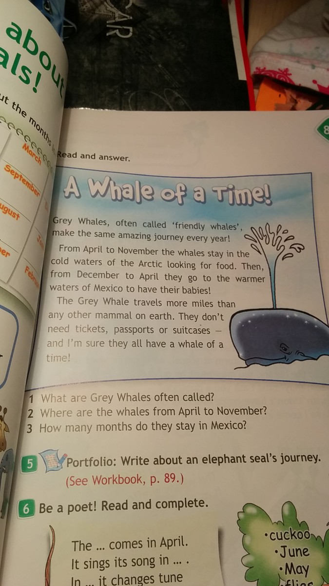 Grey whales often. Grey Whales перевод на русский. What are Grey Whales often Called перевод. Grey Whale,often Called перевод. Grey Whales often Called friendly Whales презентация.