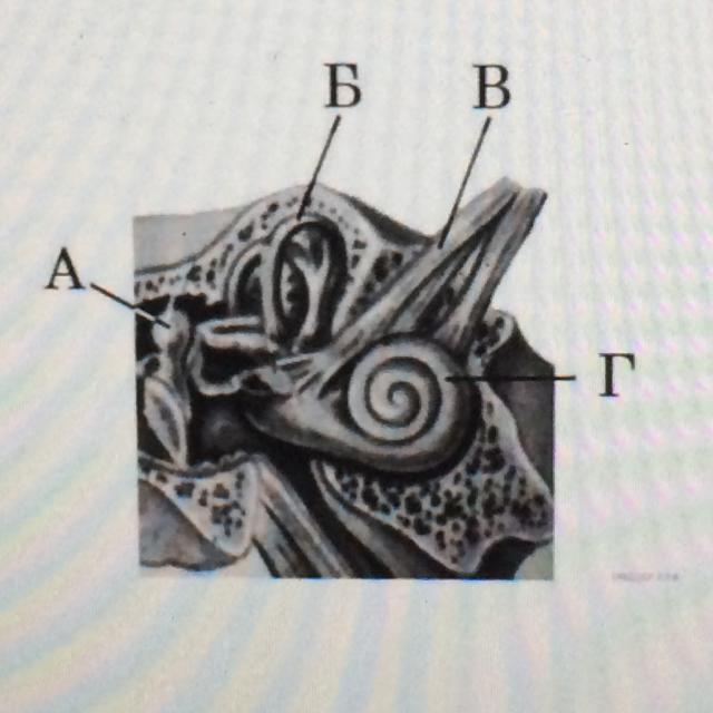 Какой буквой на рисунке обозначен орган. Строение слухового анализатора КРС. Орган, переводящий звуковые колебания. Орган переводящий механические колебания в электрические. Орган проводящий звуковые колебания в электрические импульсы.